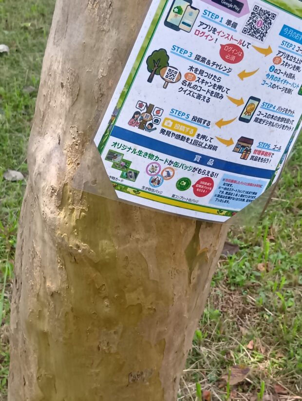 サルスベリ