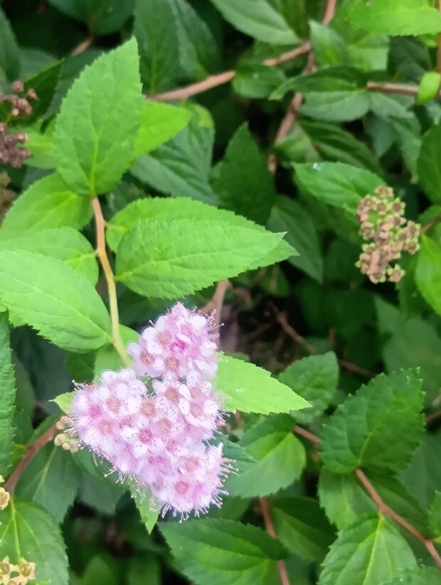 シモツケ