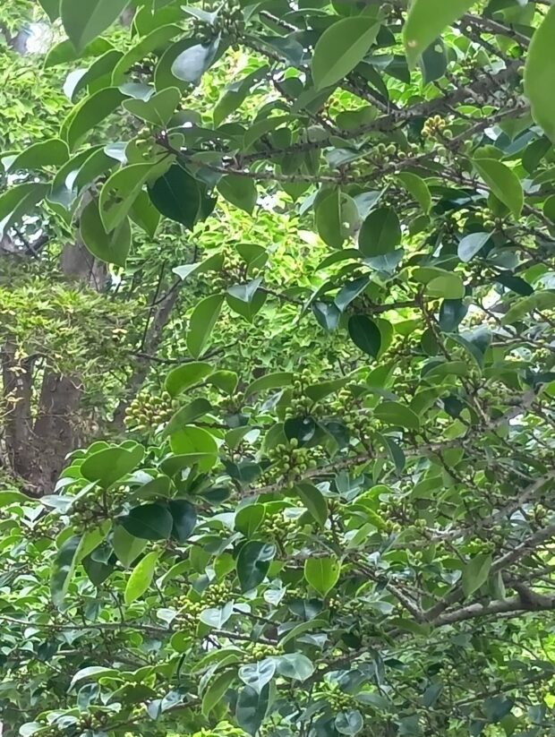 クロガネモチ