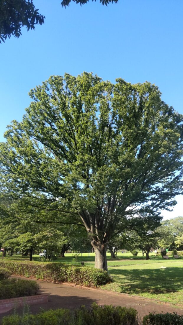 ケヤキ
