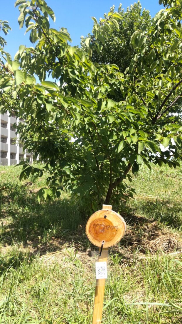 カワヅザクラ