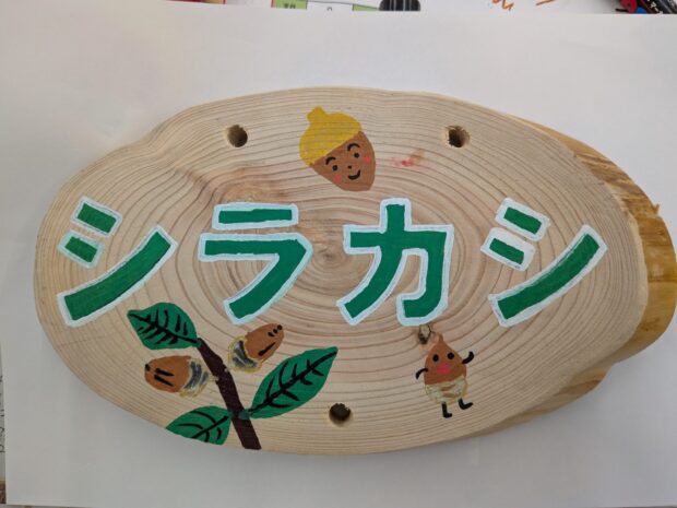 シラカシ