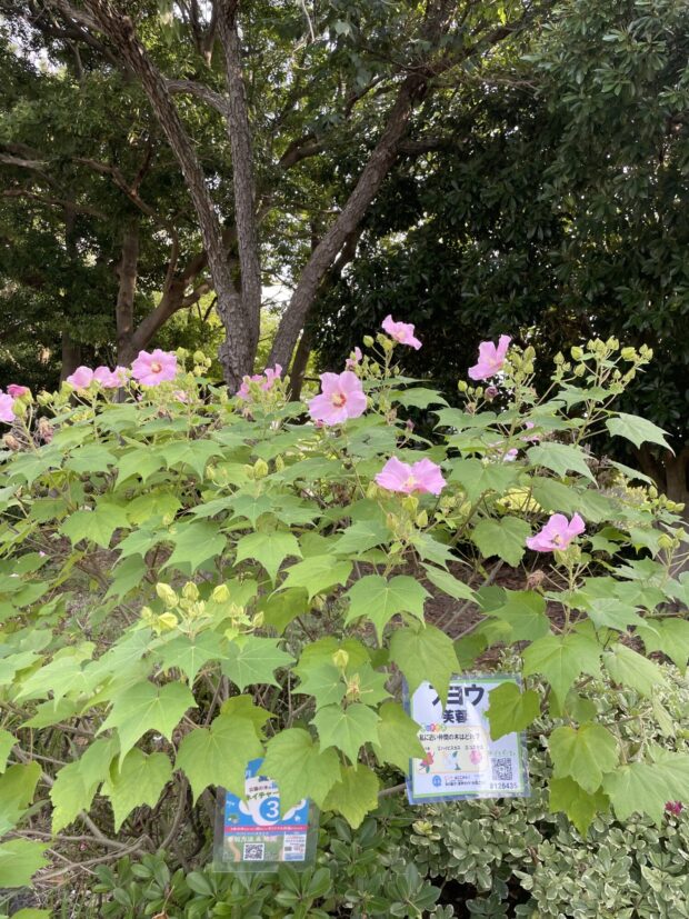 フヨウ