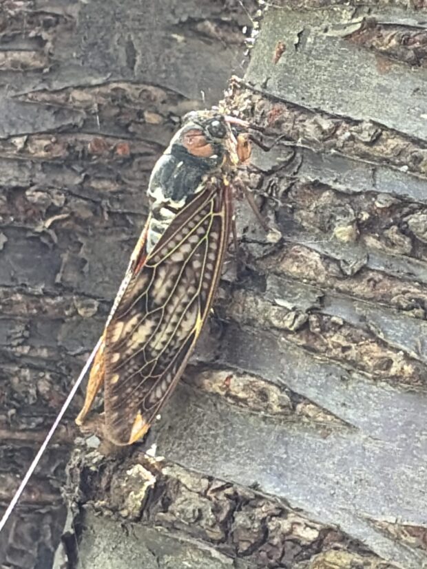カワヅザクラ