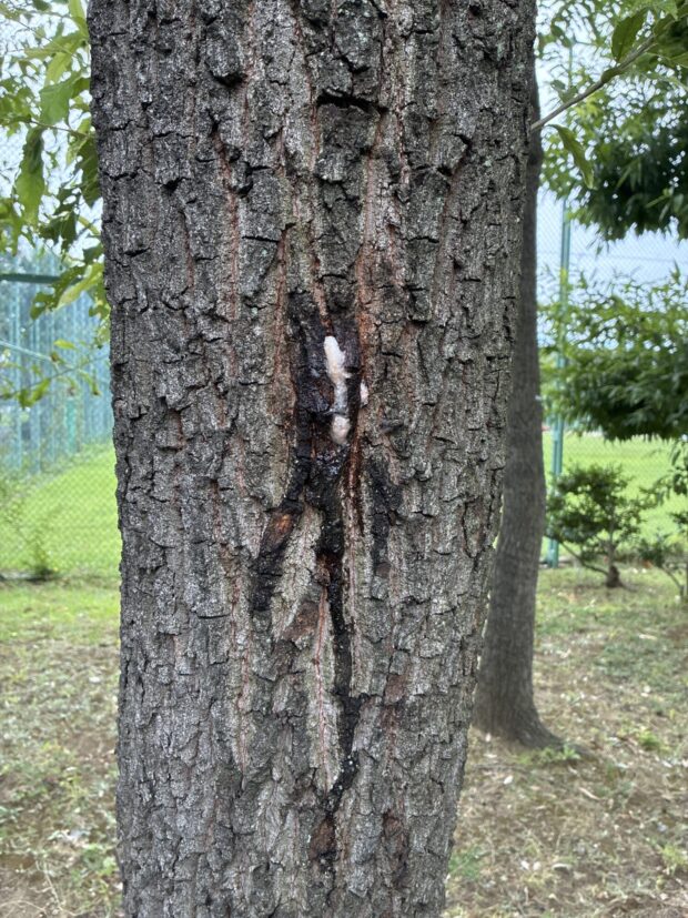 クヌギ