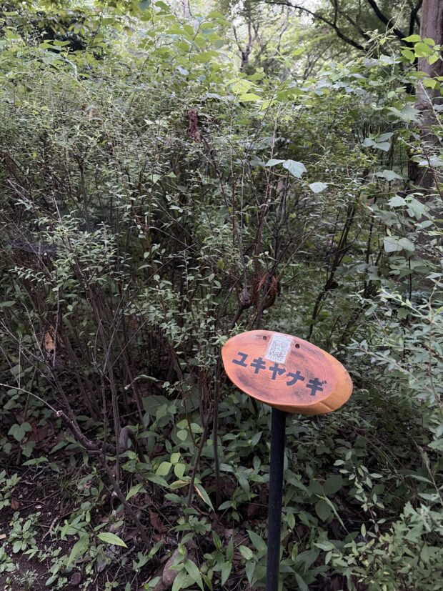 ユキヤナギ