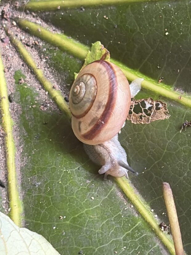 ヤツデ