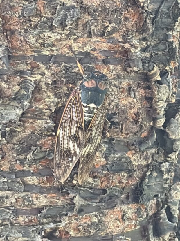 カワヅザクラ