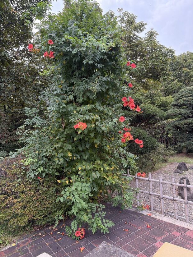 ノウゼンカズラ
