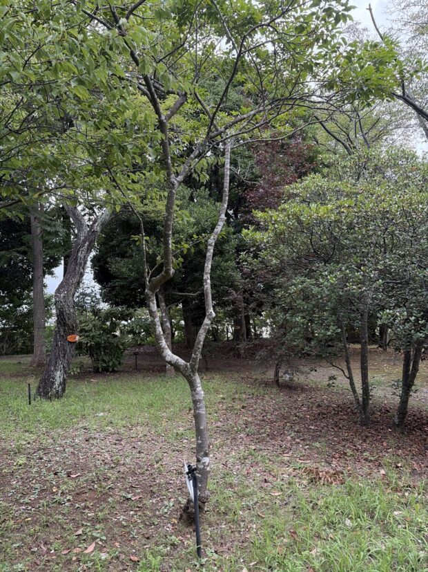 ソヨゴ