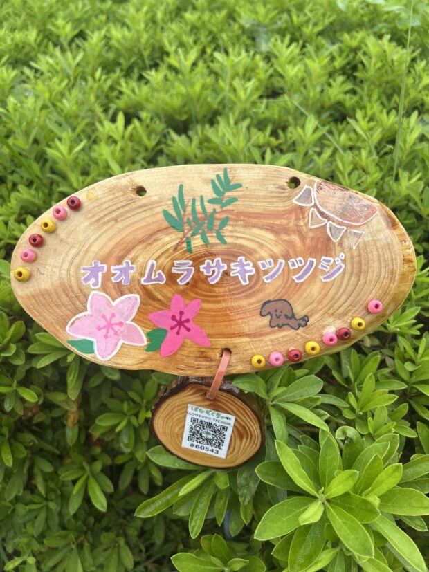 オオムラサキツツジ
