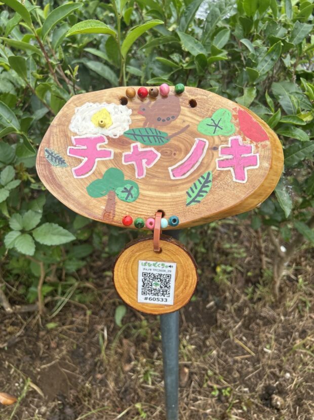 チャノキ