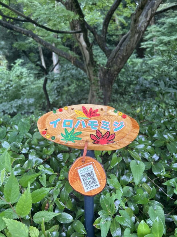 チャノキ