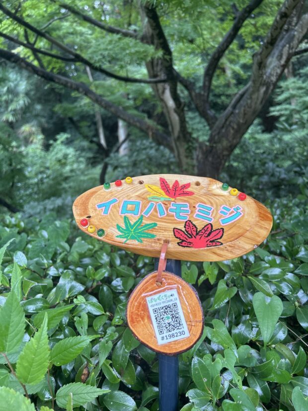 イロハモミジ