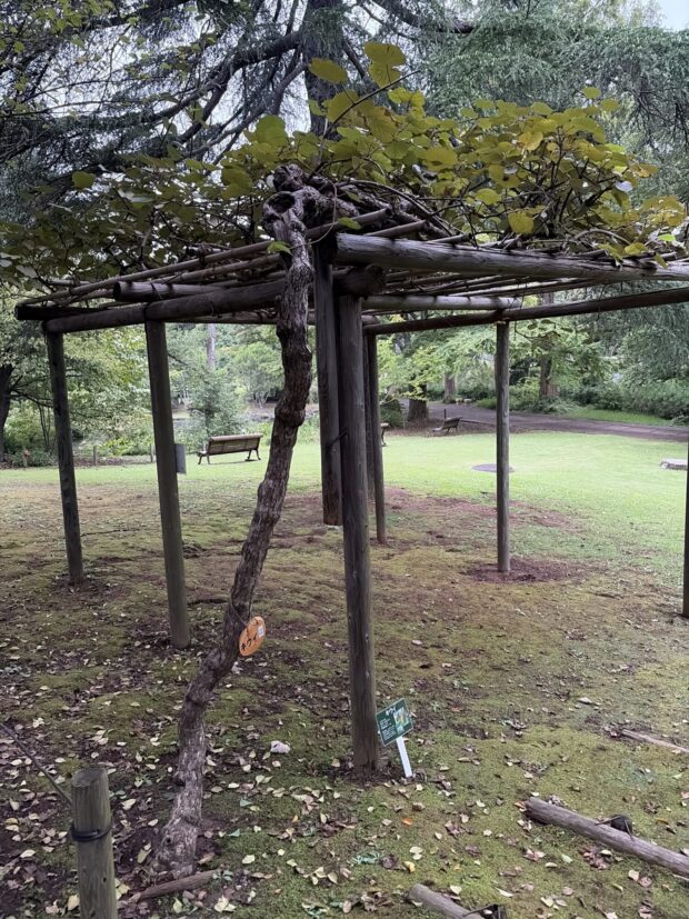 キウイ