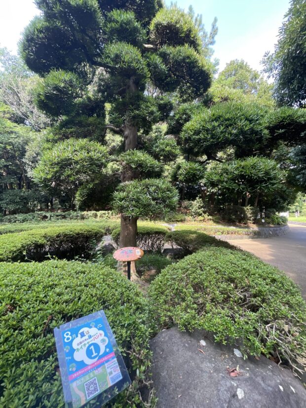 イヌマキ