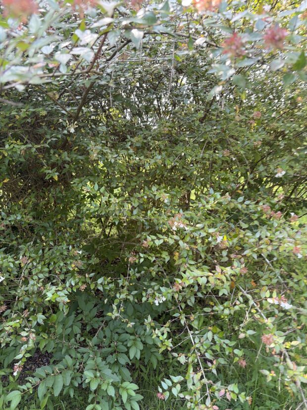 ハナゾノツクバネウツギ