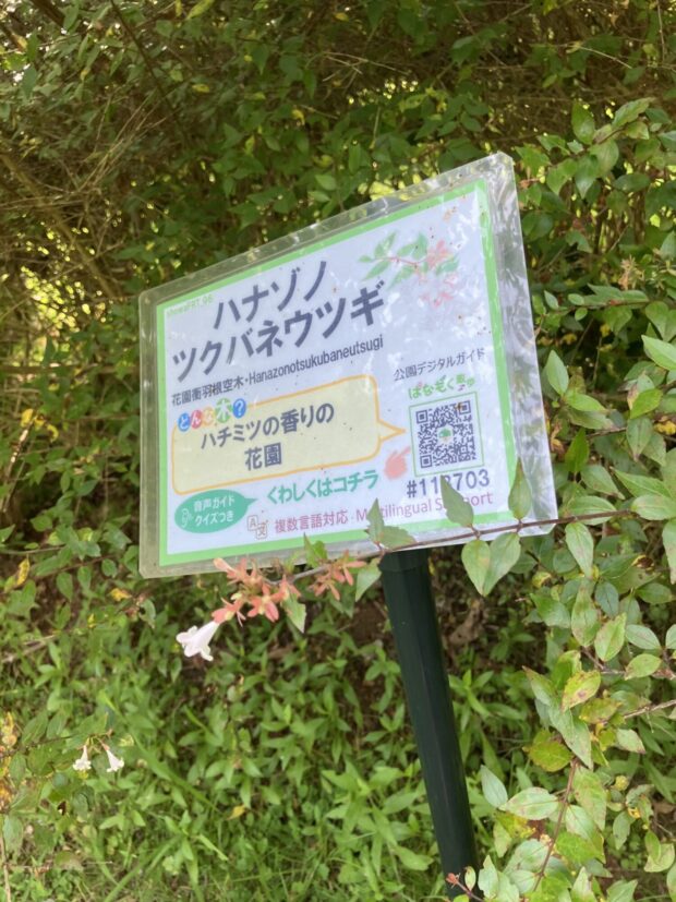 ハナゾノツクバネウツギ