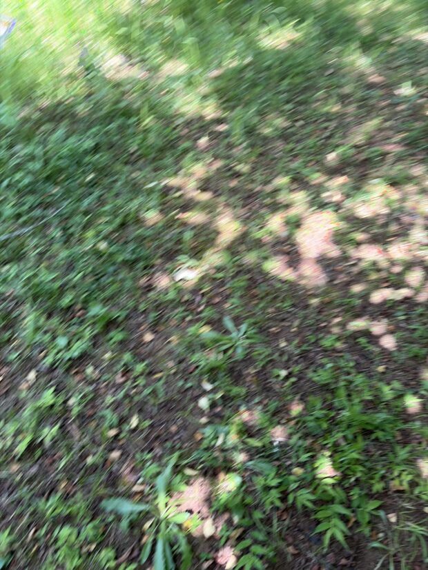 リキュウバイ