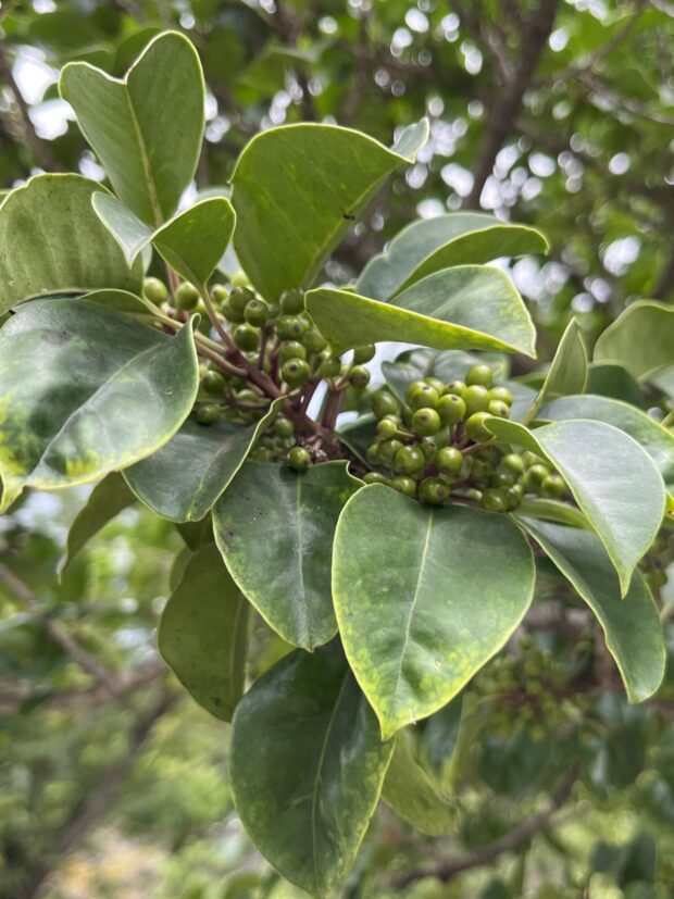 クロガネモチ