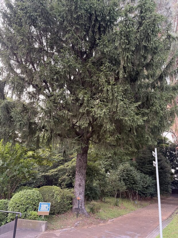 ドイツトウヒ