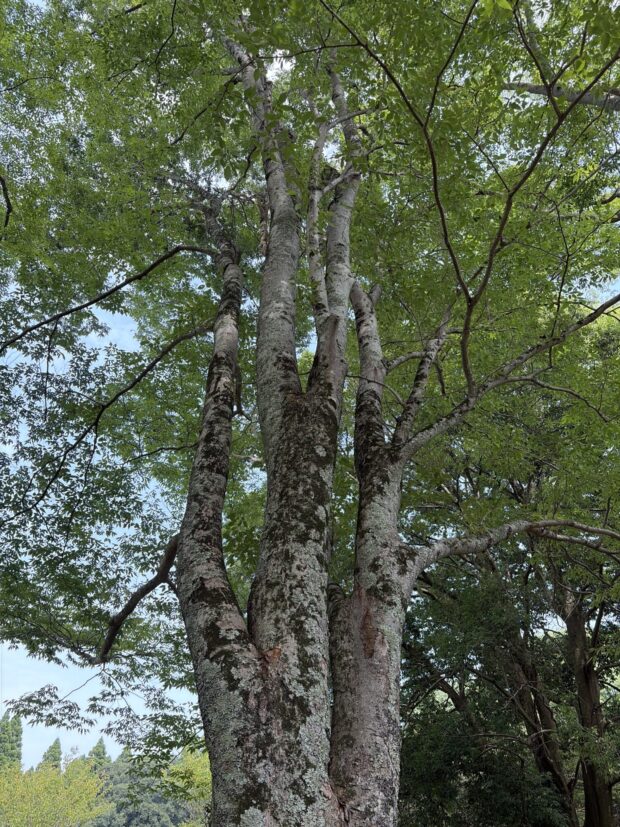 ケヤキ