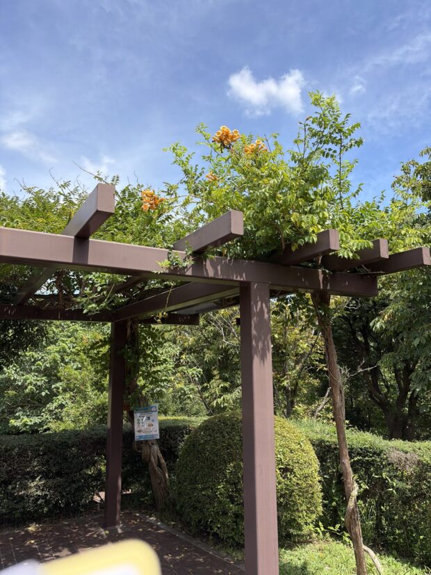 ノウゼンカズラ
