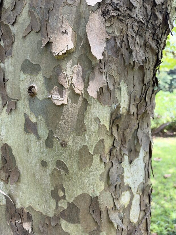 アメリカスズカケノキ
