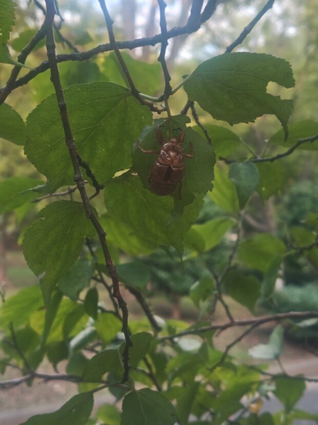 ウメ