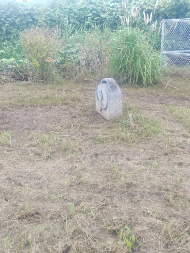 バイカウツギ