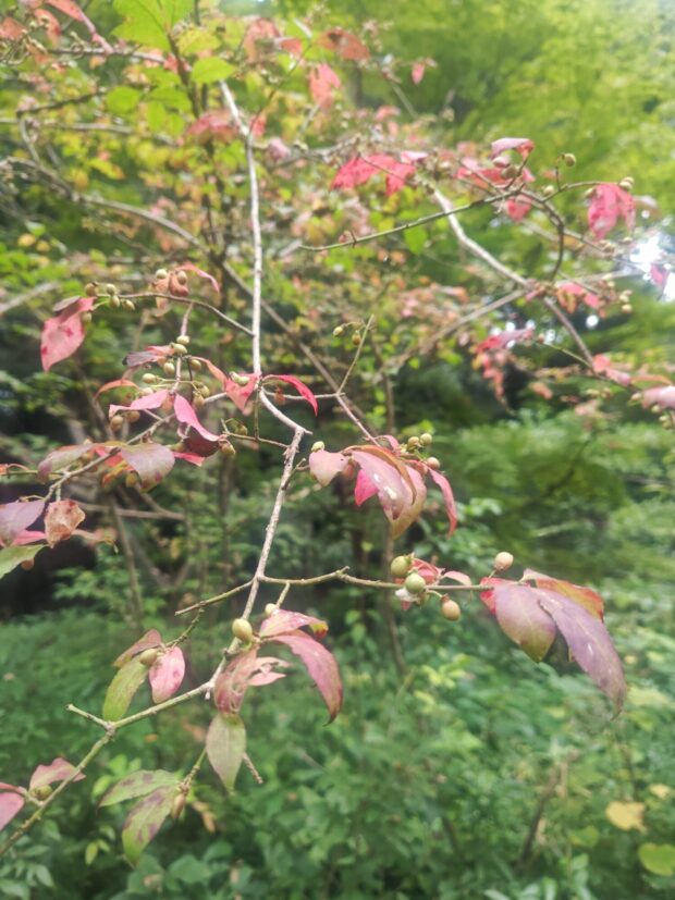 ニシキギ
