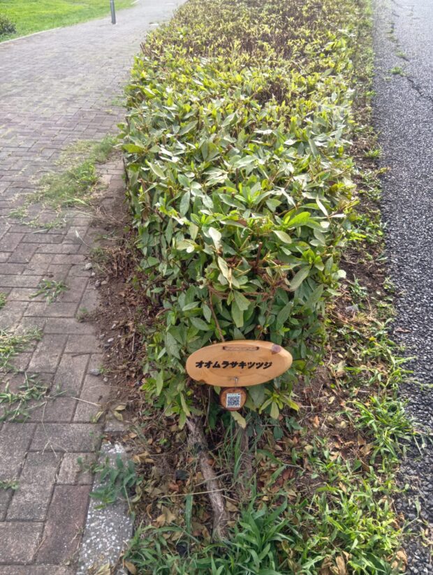 オオムラサキツツジ