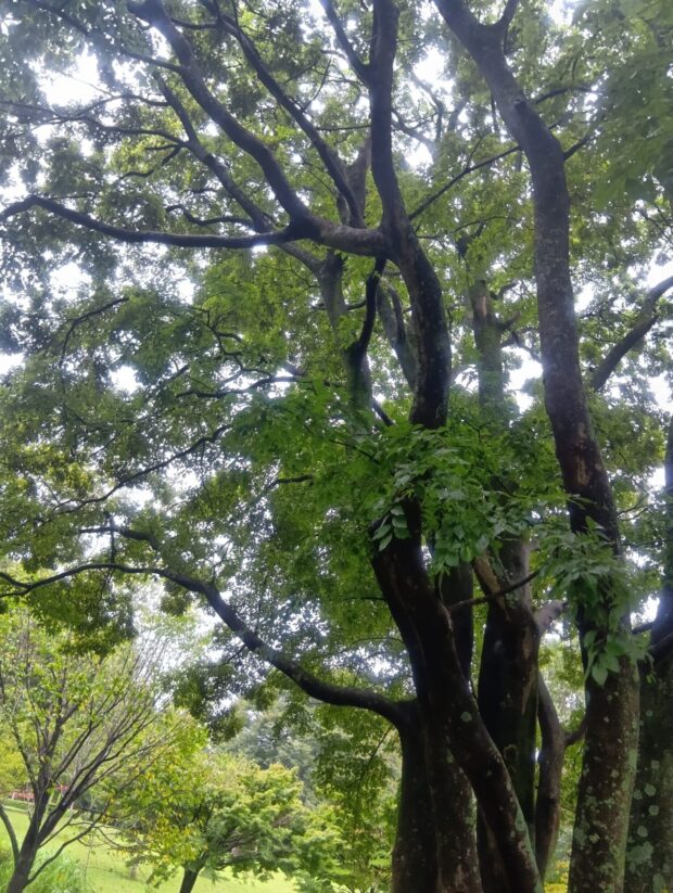 エノキ