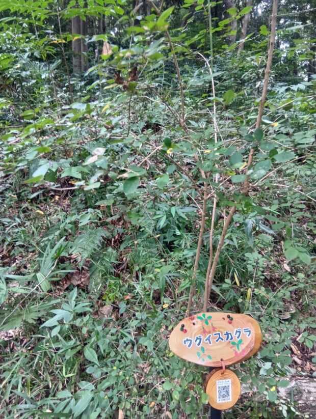 ウグイスカグラ