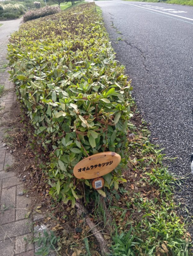 オオムラサキツツジ