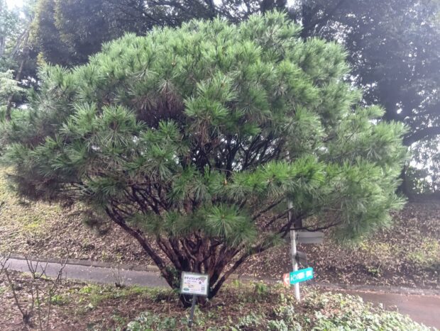 タギョウショウ