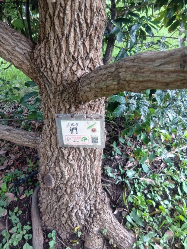 クヌギ