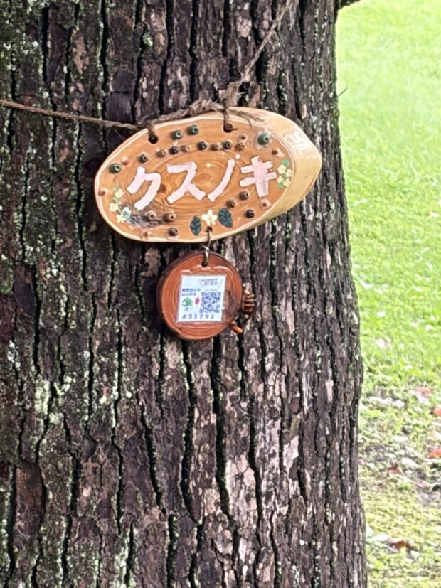 クスノキ