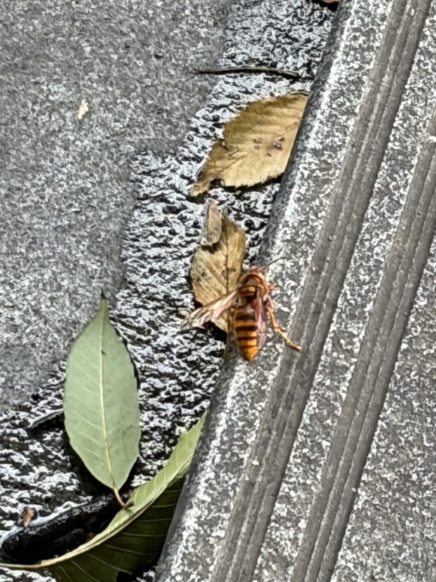 アケビ