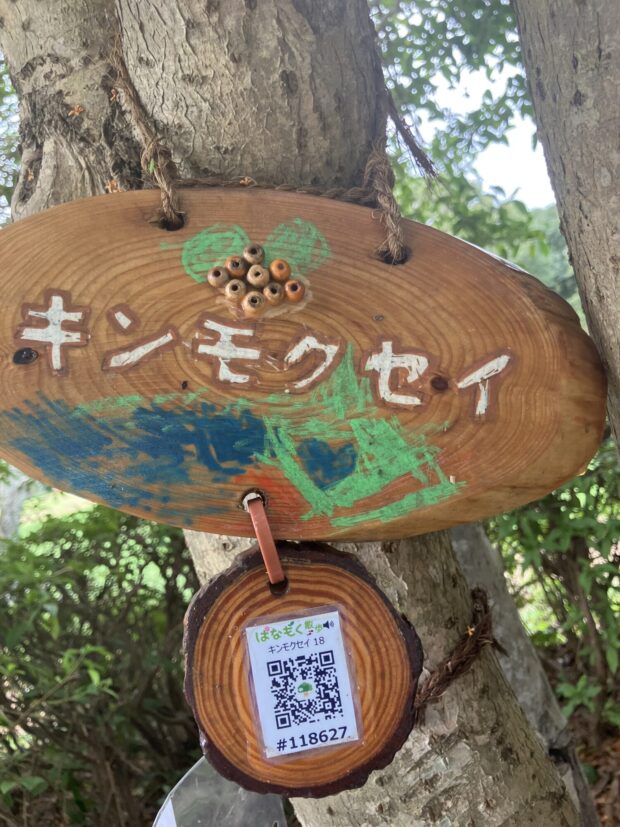 キンモクセイ