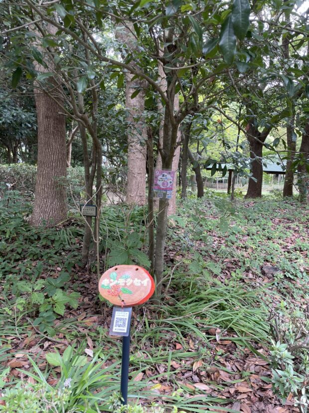 キンモクセイ