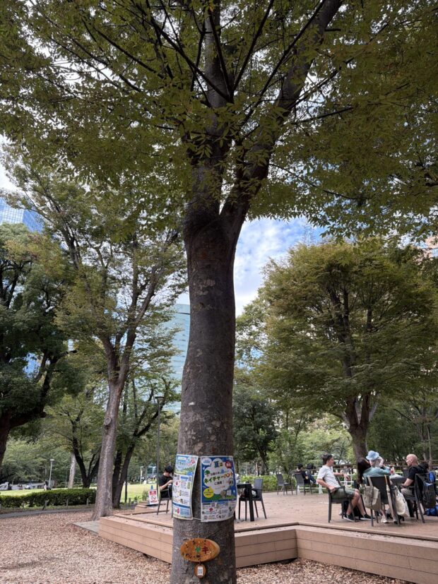 ケヤキ