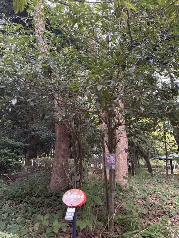 キンモクセイ