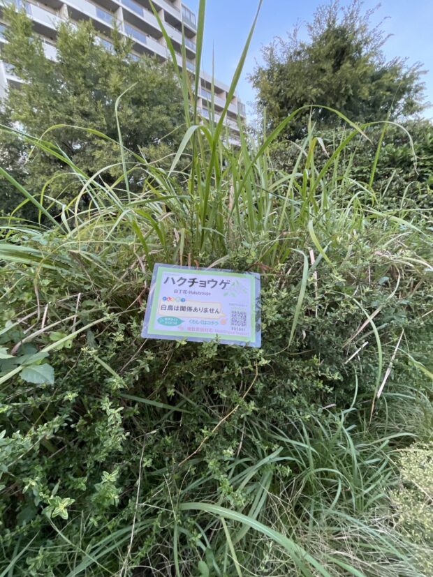 ハクチョウゲ