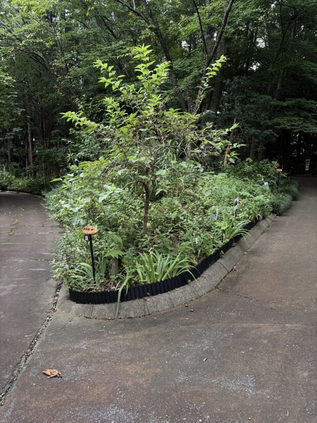 野草園（南）