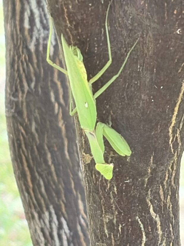 キンカン