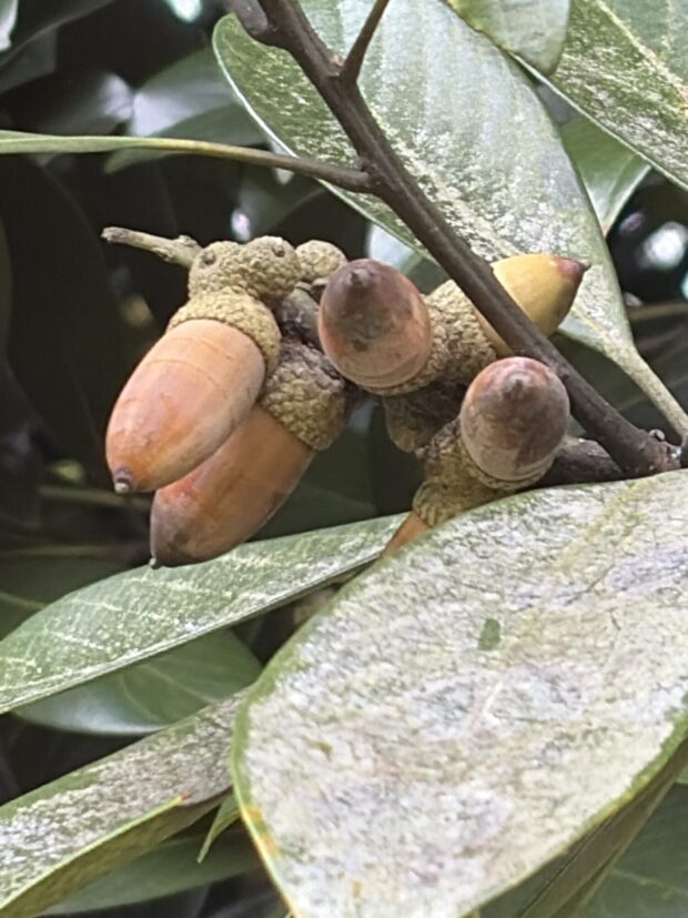 マテバシイ