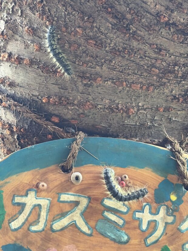 カスミザクラ