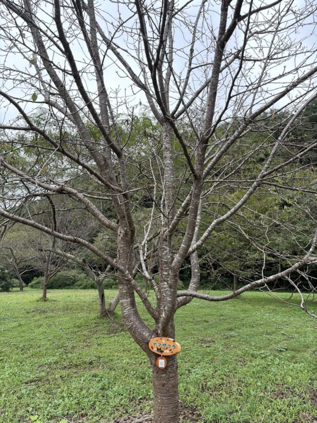 ヤマザクラ