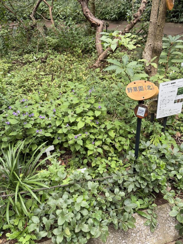 野草園（北）